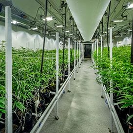 Medicinal cannabis players see green with new deals Medicinal cannabis players see green with new deals